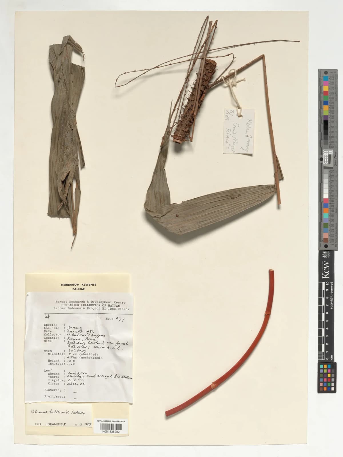 Botanical specimen of Calamus Holttumii.