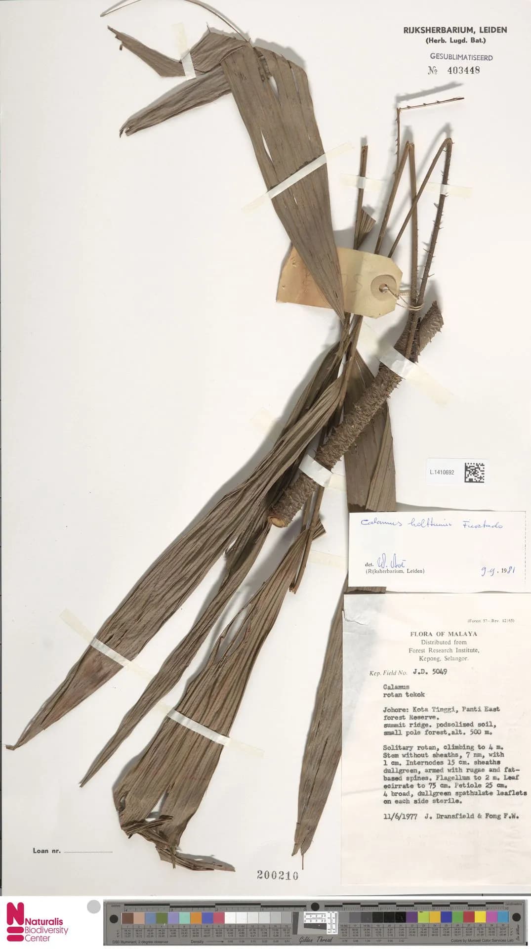 Botanical specimen of Calamus Holttumii.