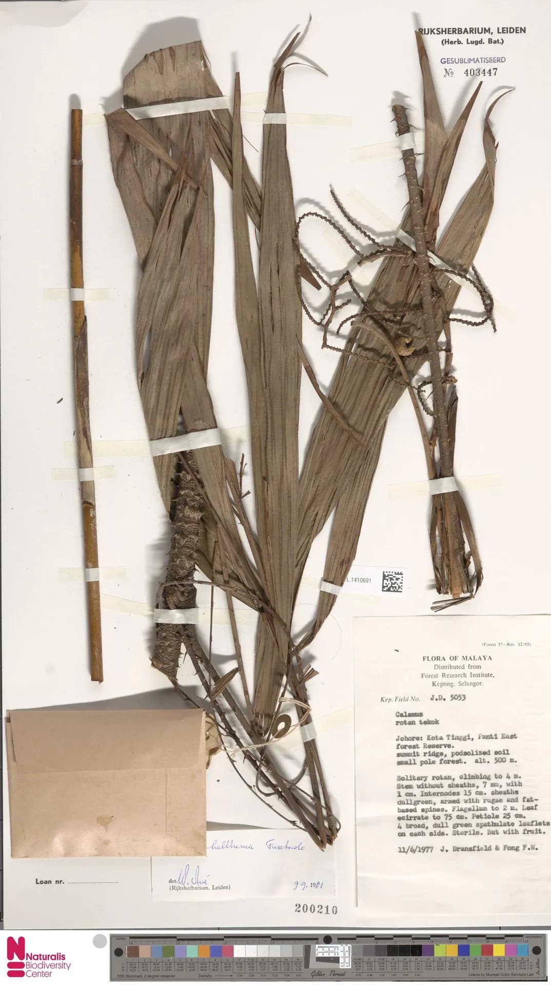 Botanical specimen of Calamus Holttumii.