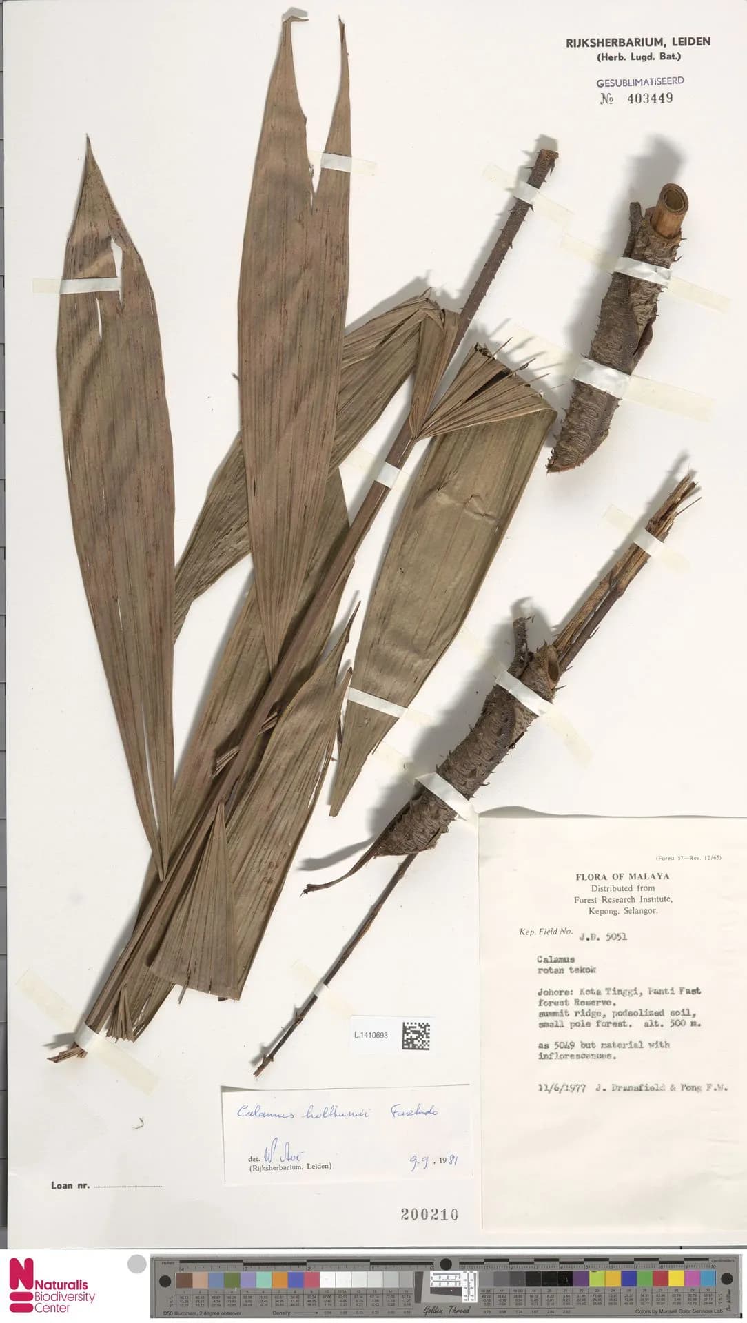 Botanical specimen of Calamus Holttumii.