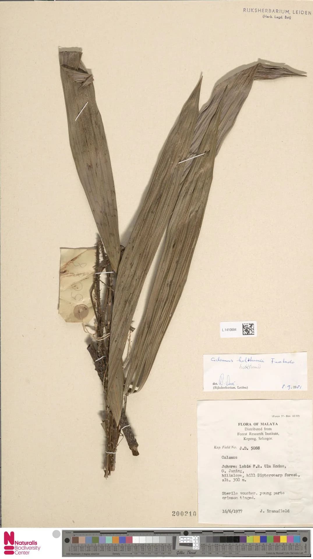 Botanical specimen of Calamus Holttumii.