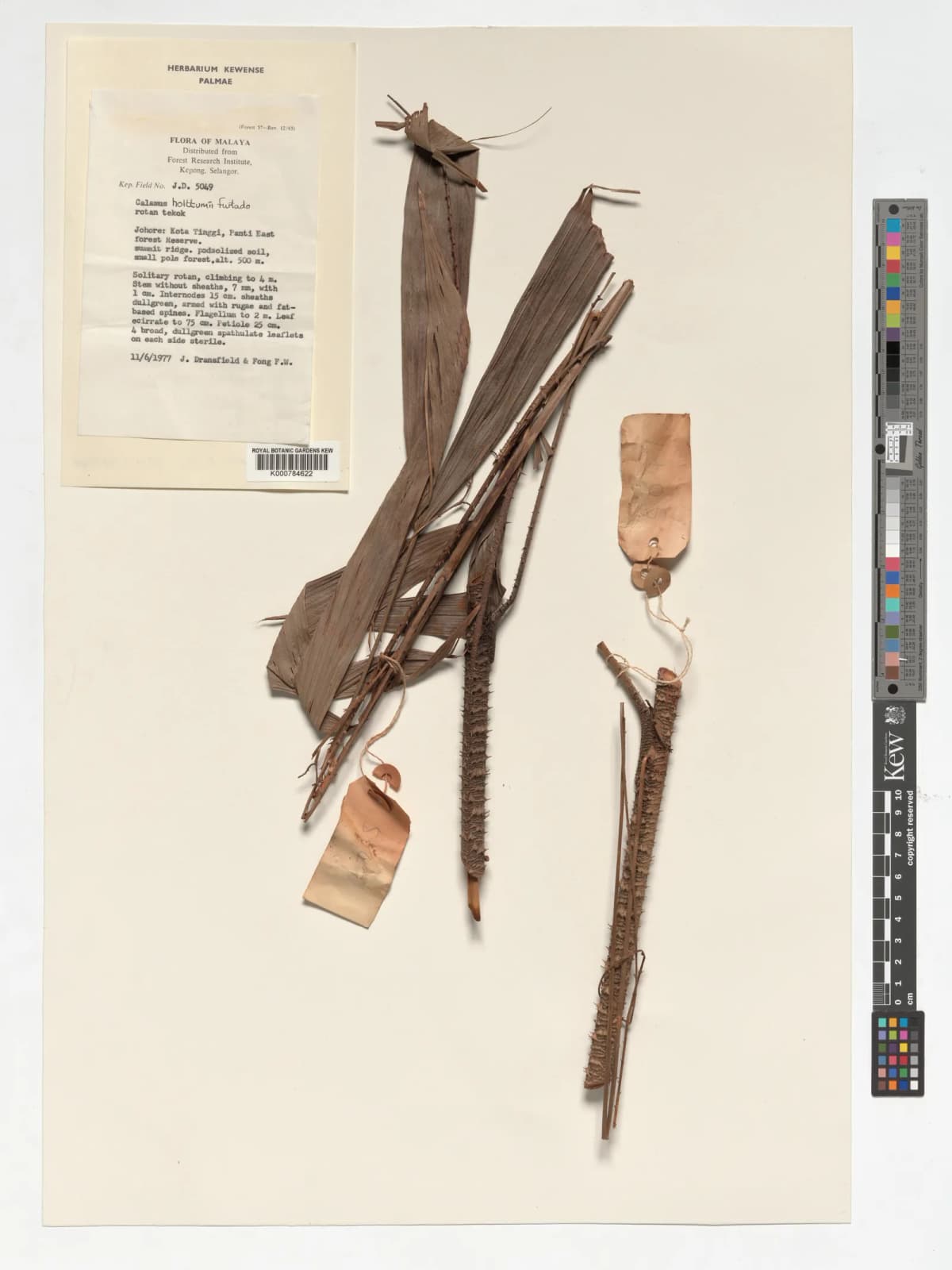 Botanical specimen of Calamus Holttumii.