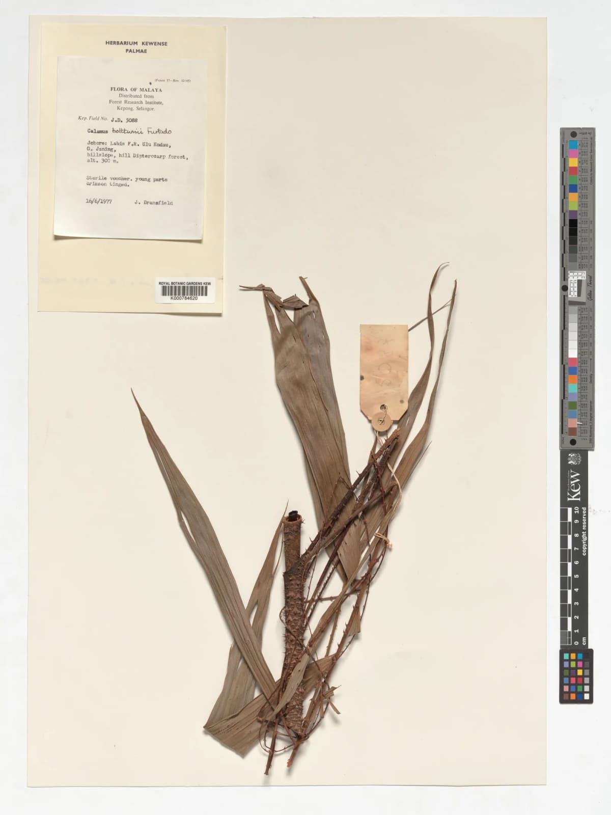 Botanical specimen of Calamus Holttumii.
