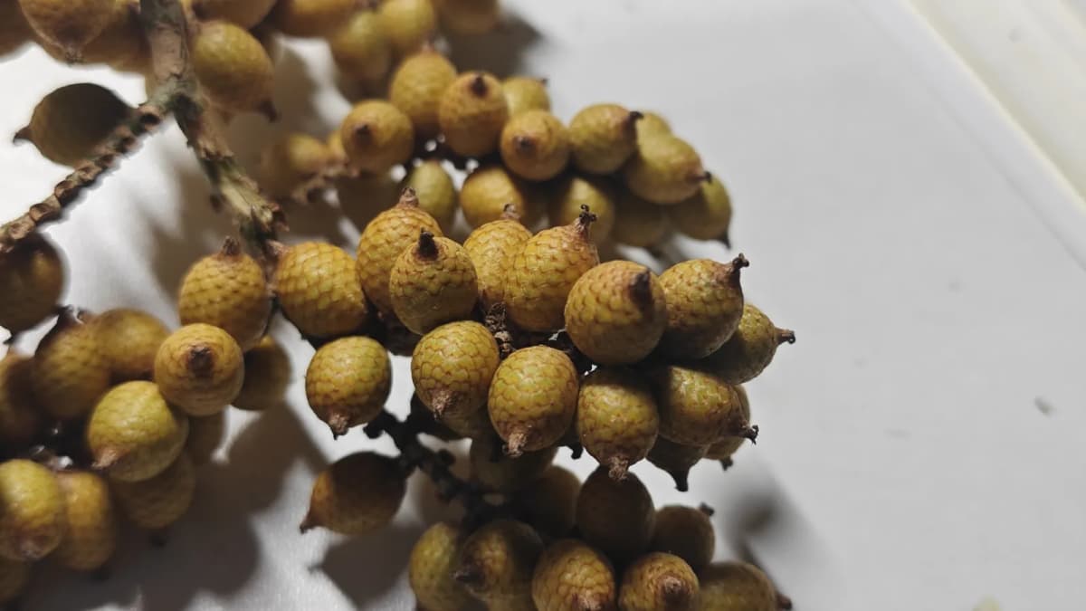 Botanical specimen of Calamus Hoplites.