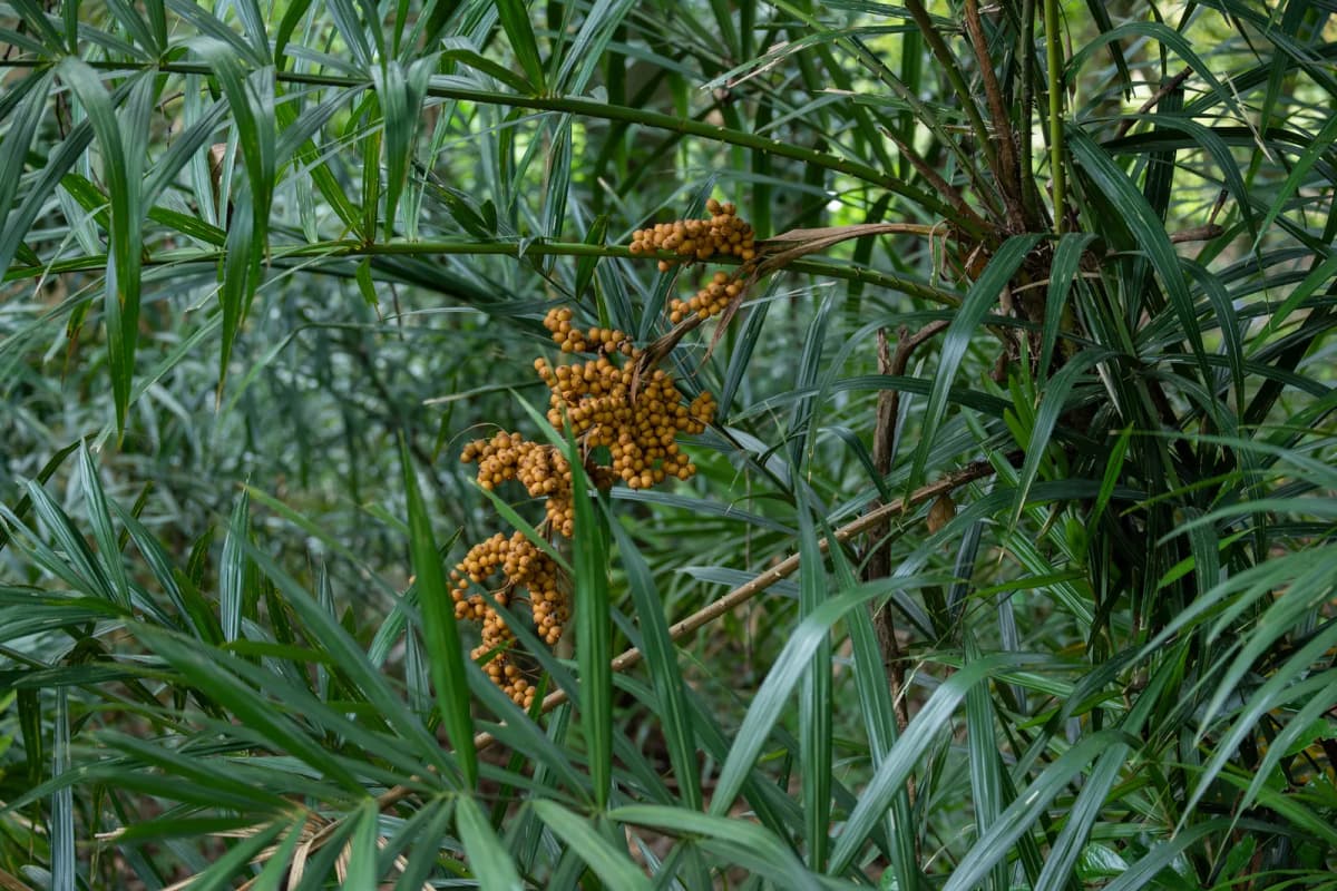 Botanical specimen of Calamus Hoplites.