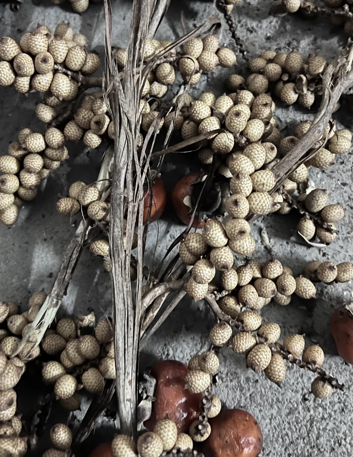 Botanical specimen of Calamus Hoplites.