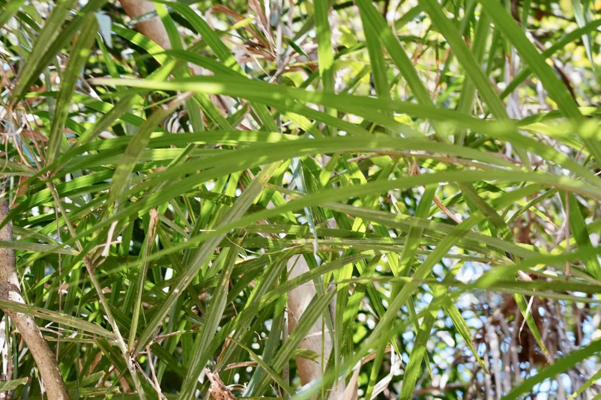 Botanical specimen of Calamus Hoplites.
