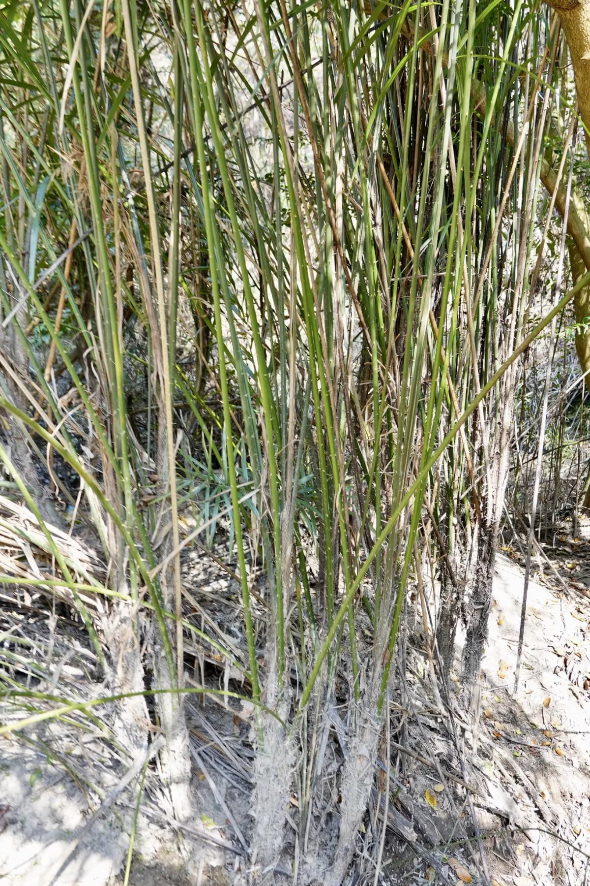 Botanical specimen of Calamus Hoplites.