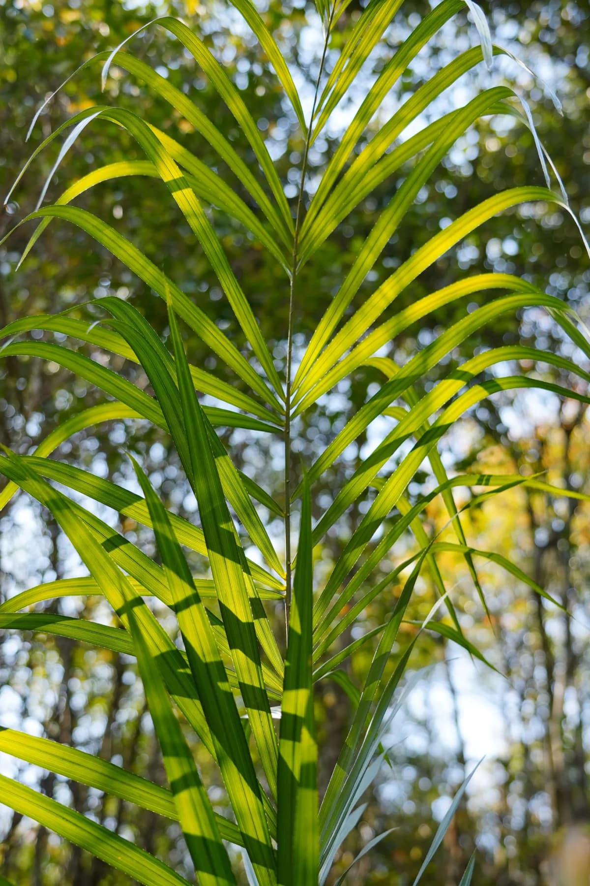 Botanical specimen of Calamus Hoplites.