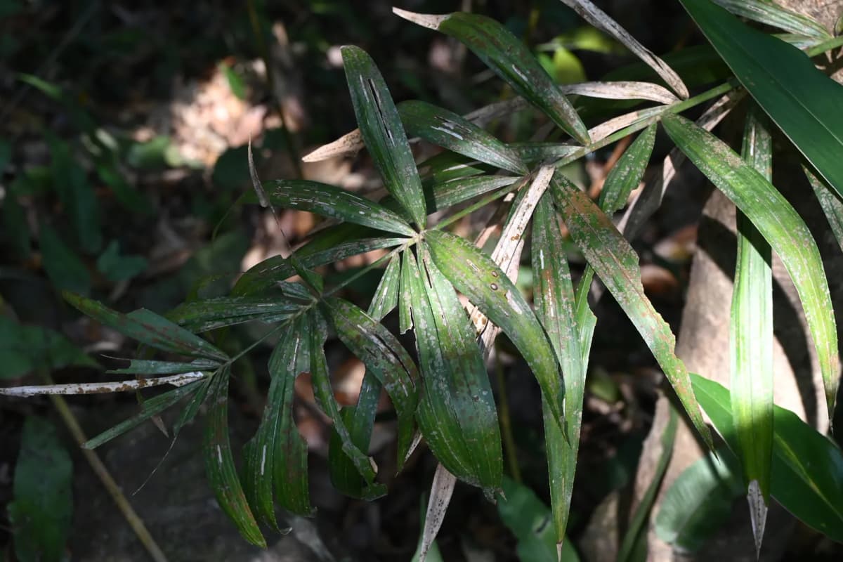 Botanical specimen of Calamus Hoplites.