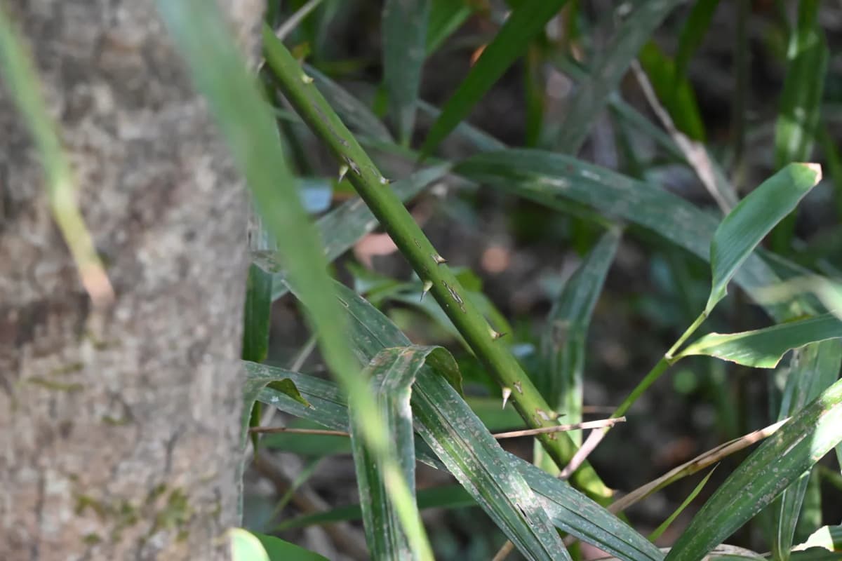 Botanical specimen of Calamus Hoplites.