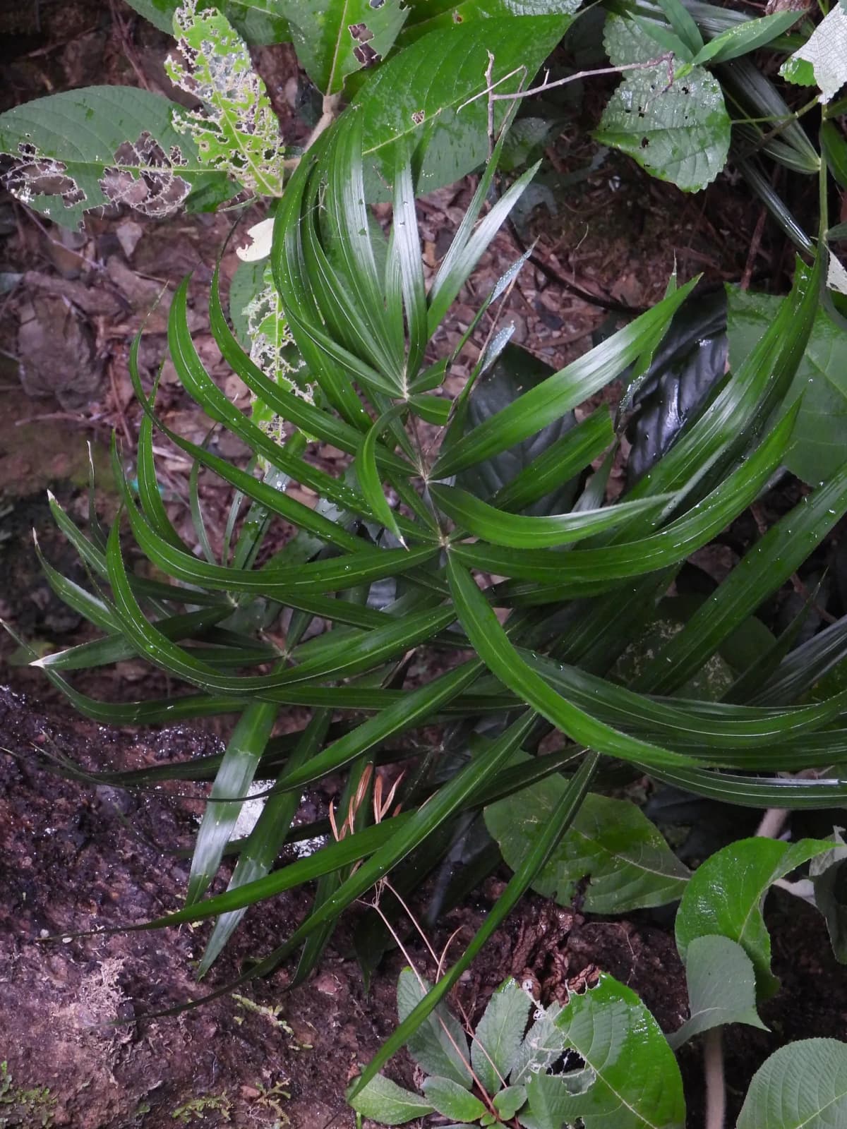 Botanical specimen of Calamus Hoplites.