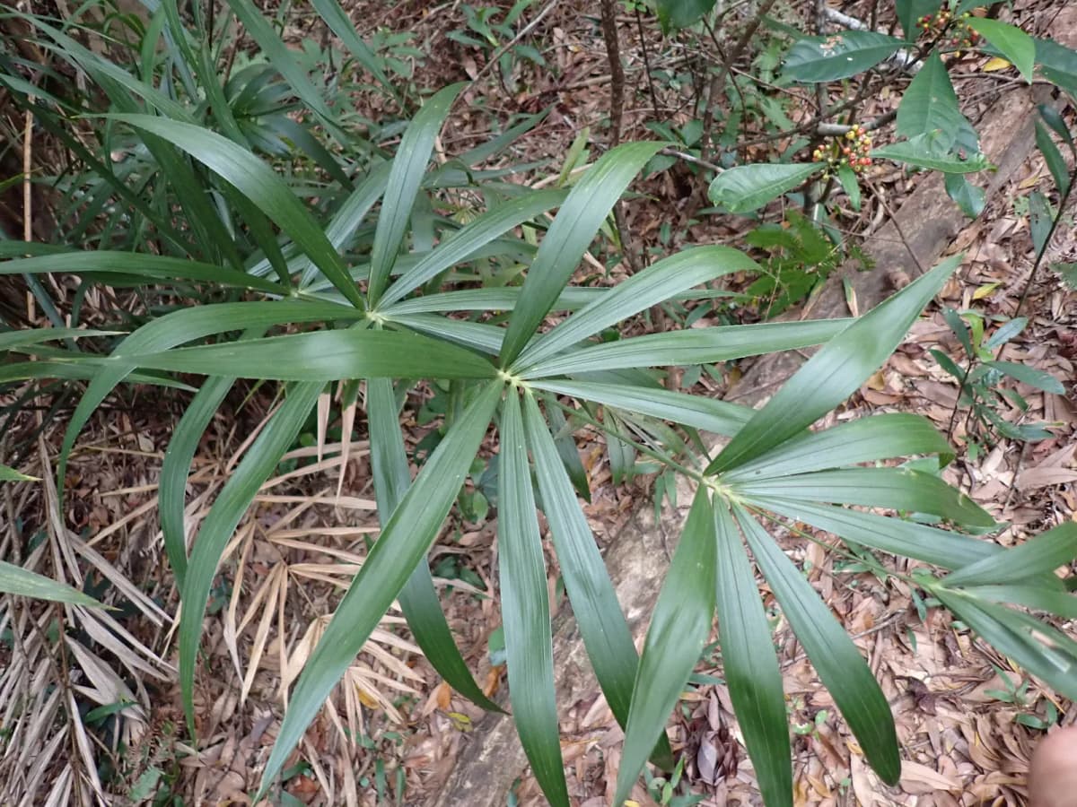 Botanical specimen of Calamus Hoplites.
