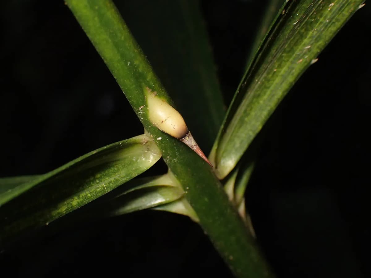 Botanical specimen of Calamus Hoplites.
