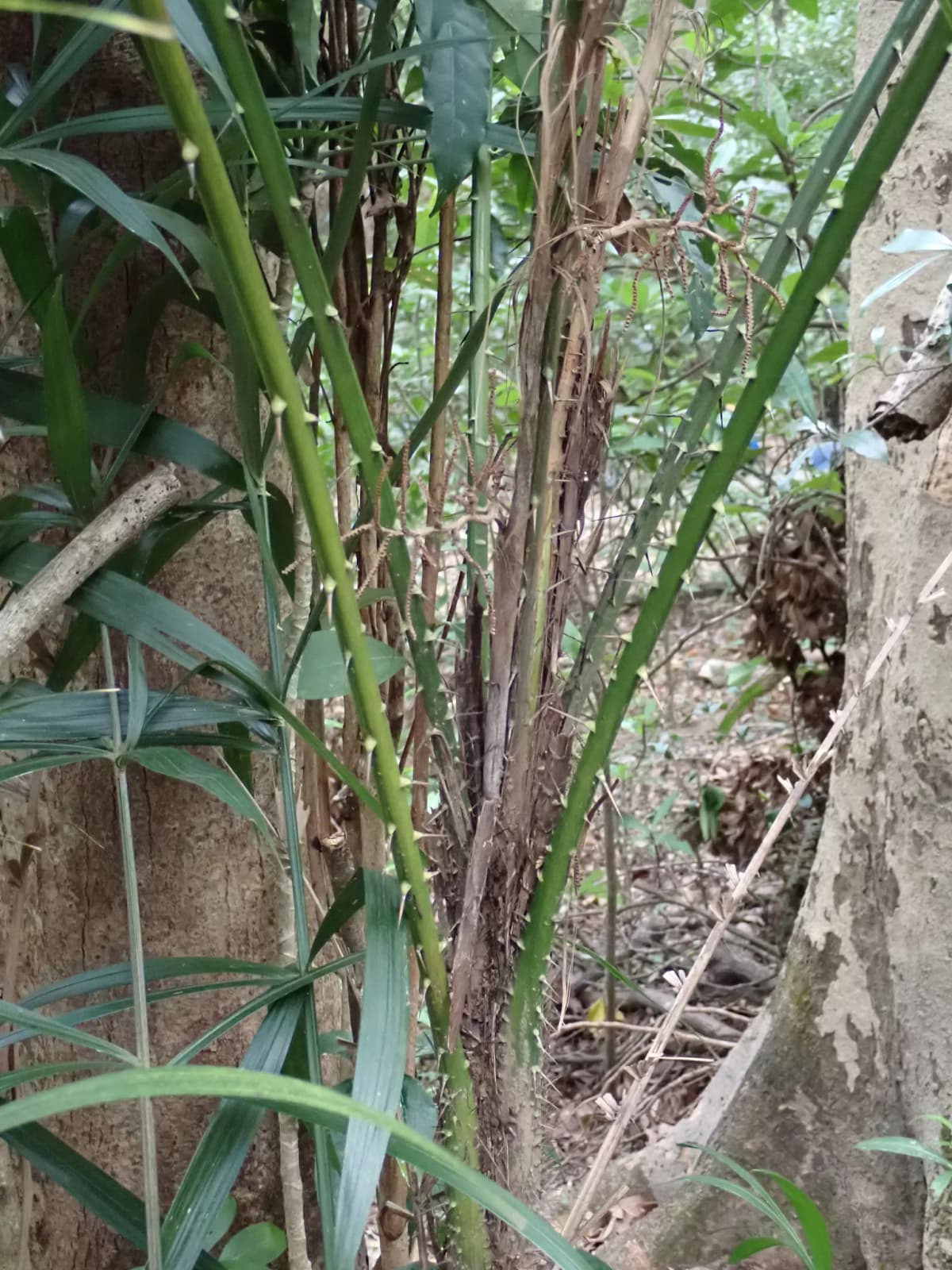 Botanical specimen of Calamus Hoplites.