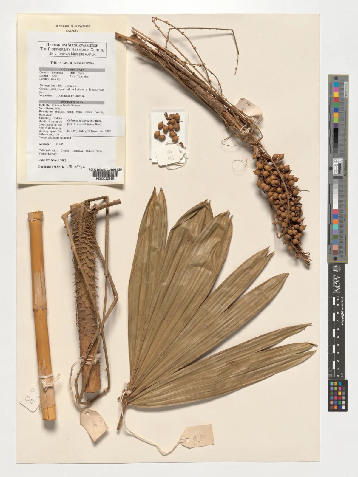 Botanical specimen of Calamus Humboldtianus.
