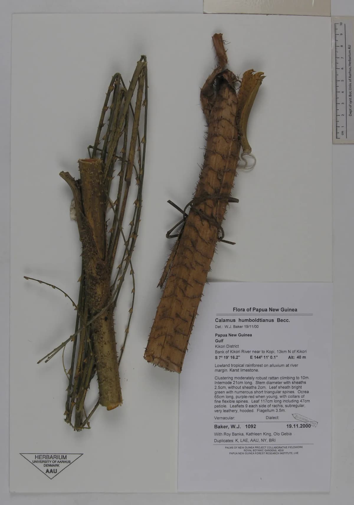 Botanical specimen of Calamus Humboldtianus.