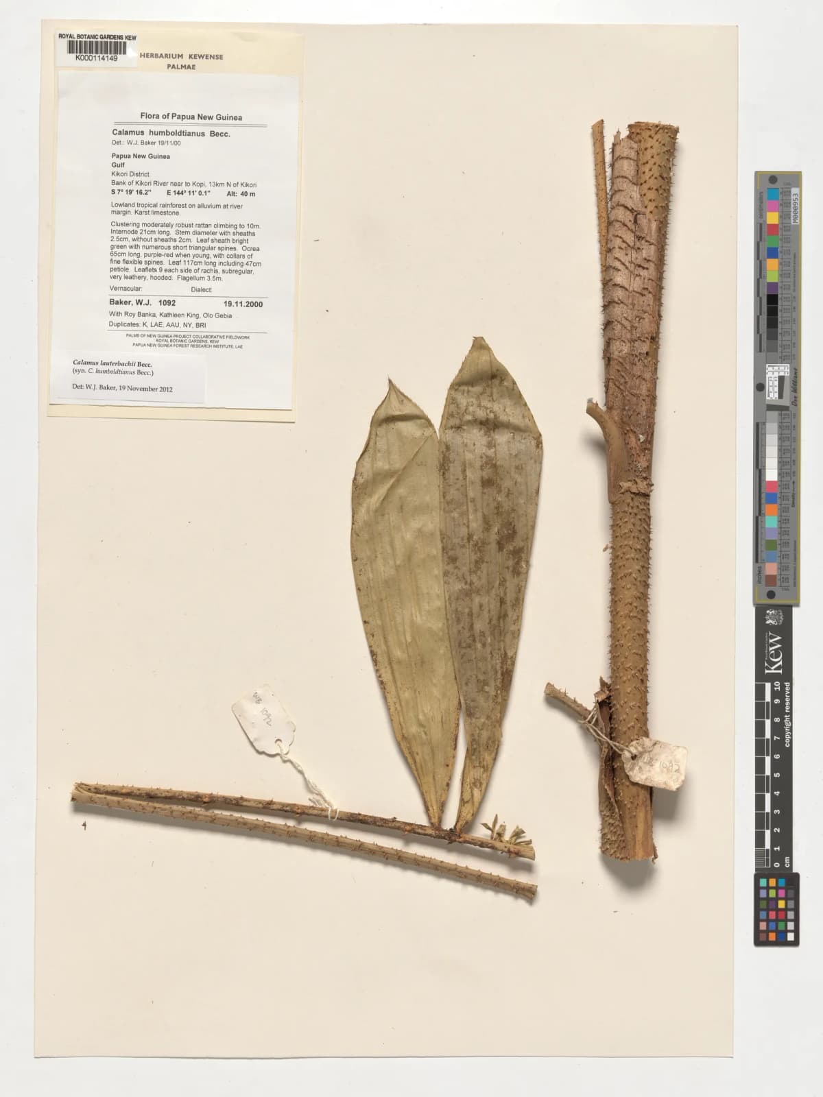 Botanical specimen of Calamus Humboldtianus.