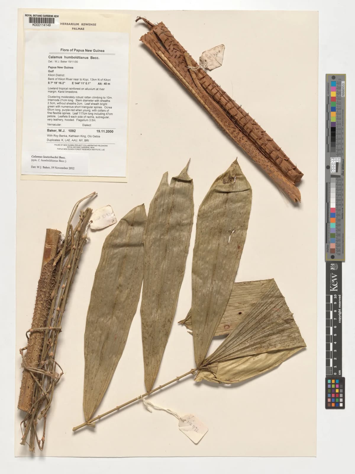 Botanical specimen of Calamus Humboldtianus.