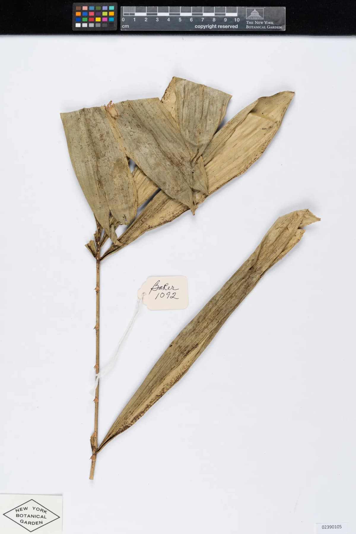 Botanical specimen of Calamus Humboldtianus.