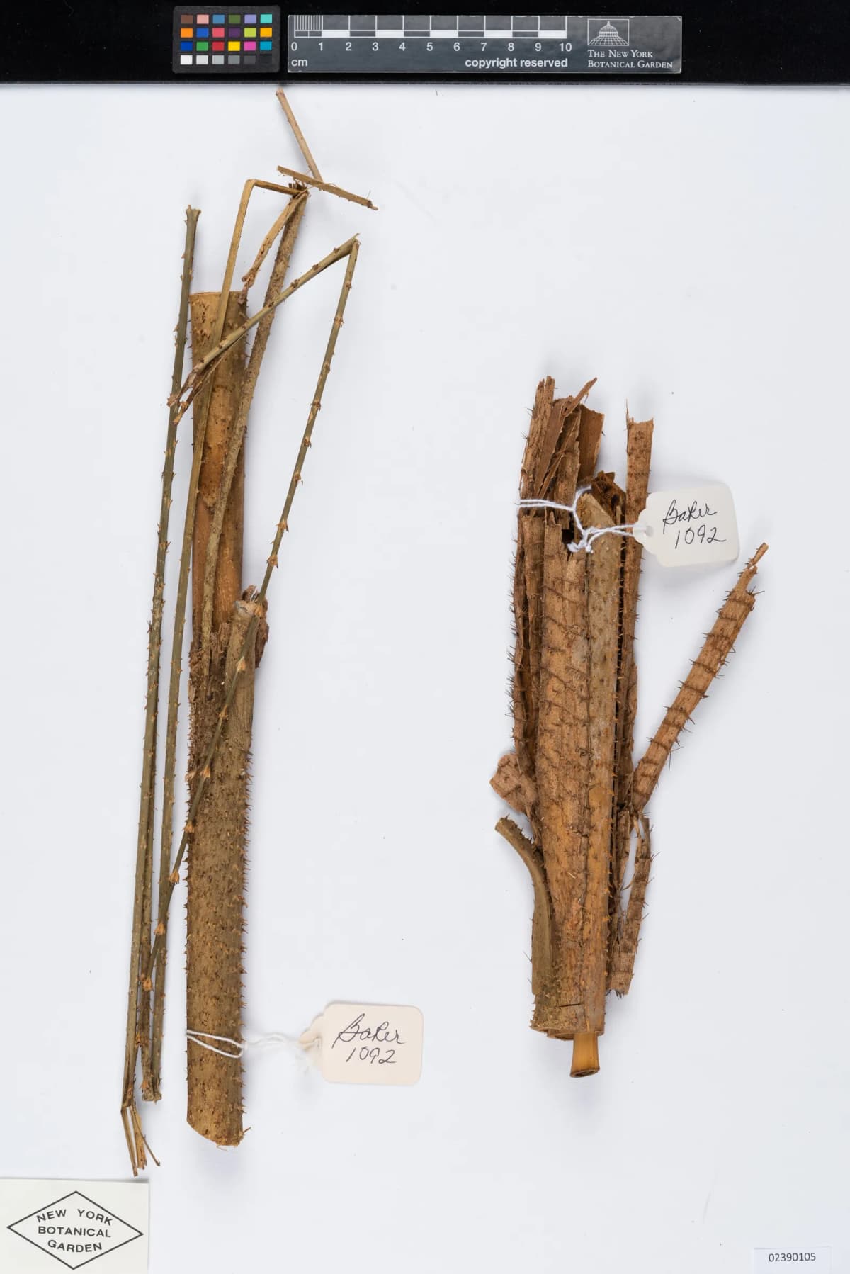 Botanical specimen of Calamus Humboldtianus.