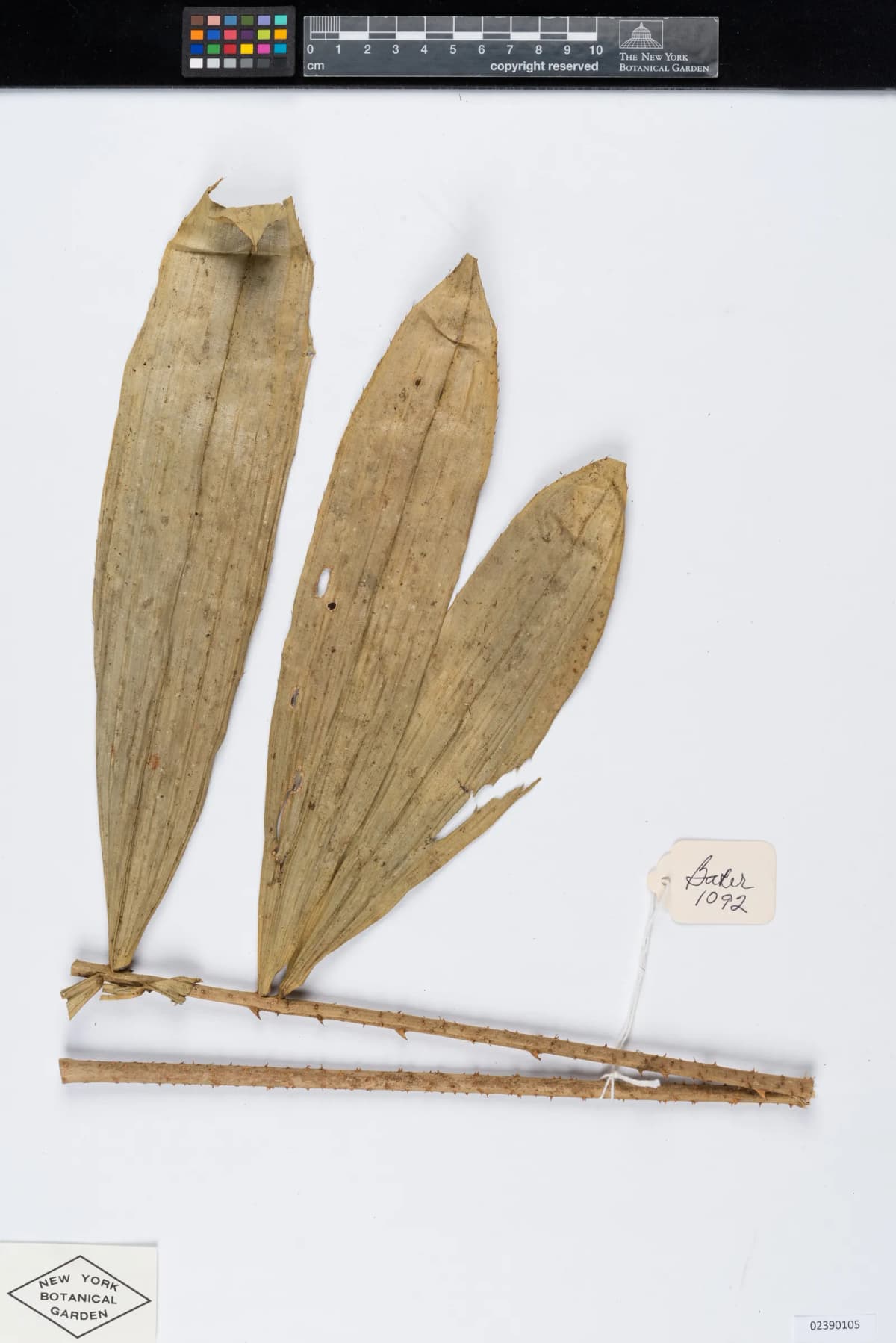 Botanical specimen of Calamus Humboldtianus.