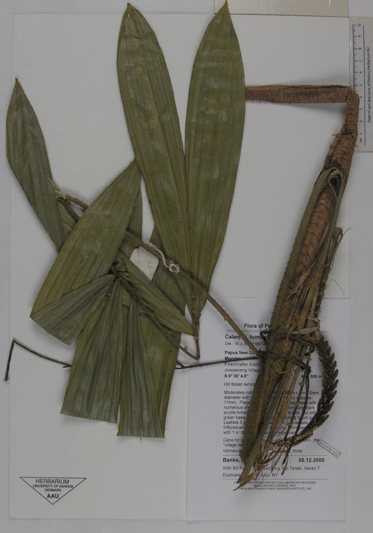 Botanical specimen of Calamus Humboldtianus.