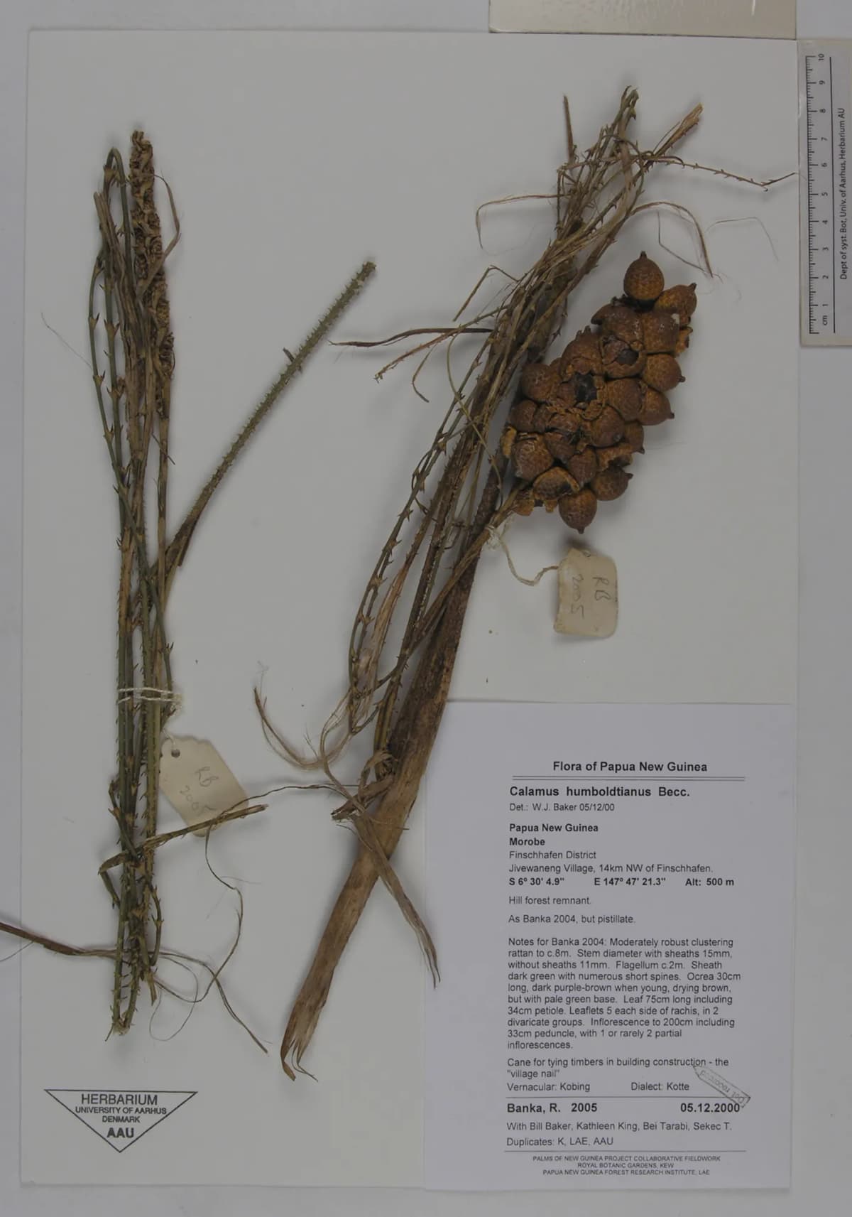 Botanical specimen of Calamus Humboldtianus.