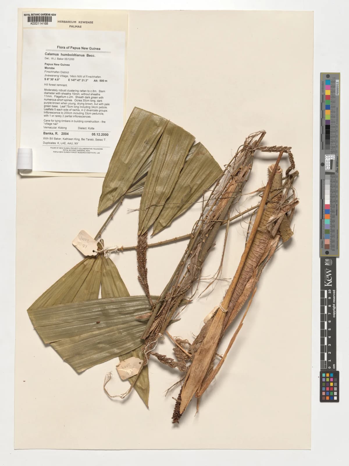 Botanical specimen of Calamus Humboldtianus.