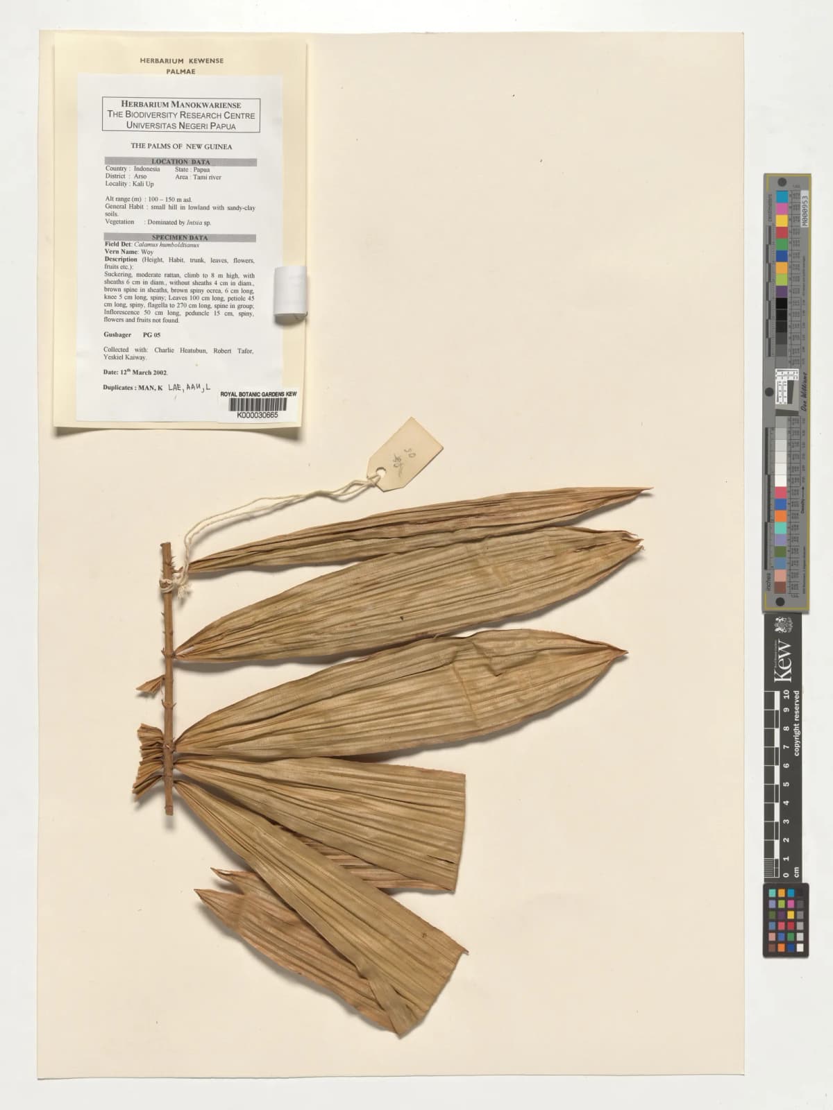 Botanical specimen of Calamus Humboldtianus.
