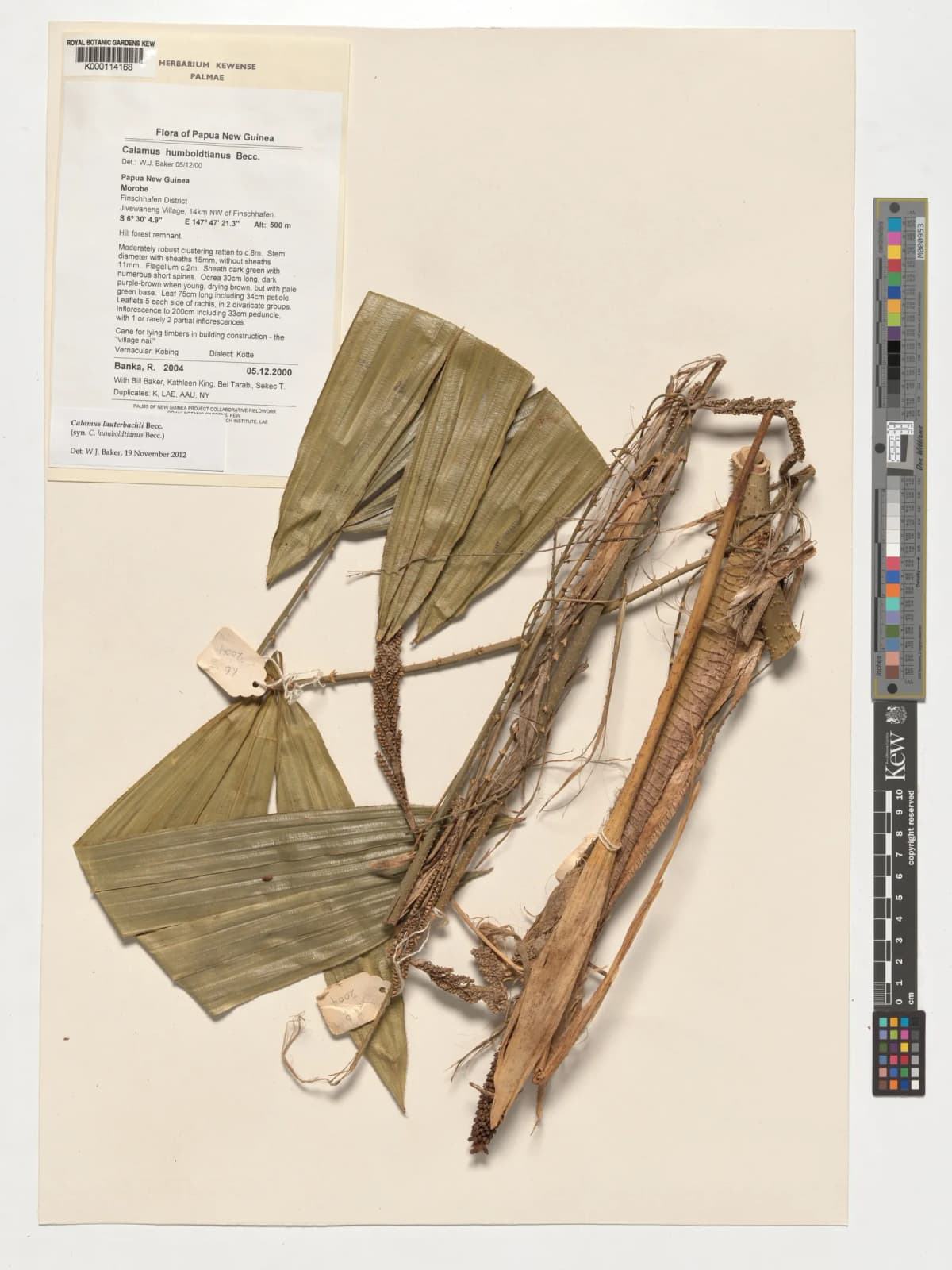 Botanical specimen of Calamus Humboldtianus.