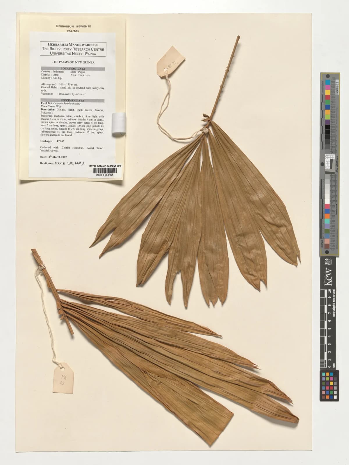Botanical specimen of Calamus Humboldtianus.