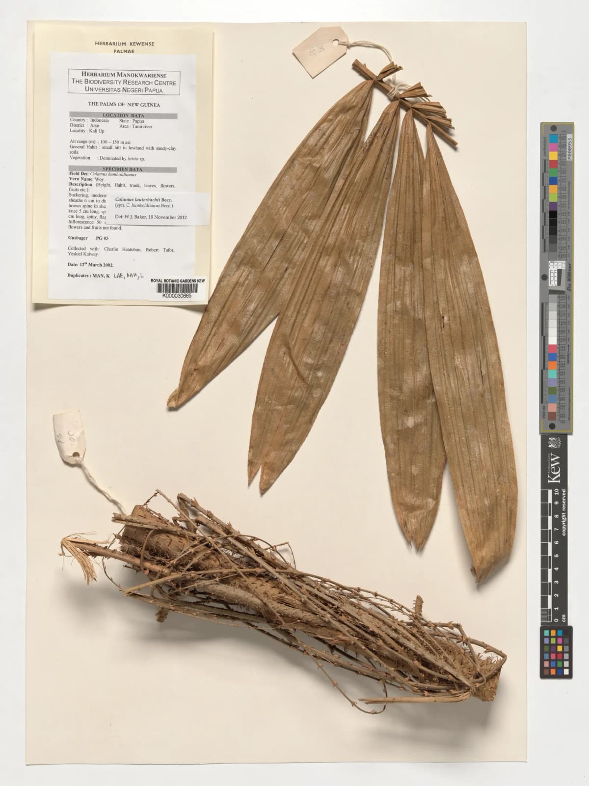 Botanical specimen of Calamus Humboldtianus.