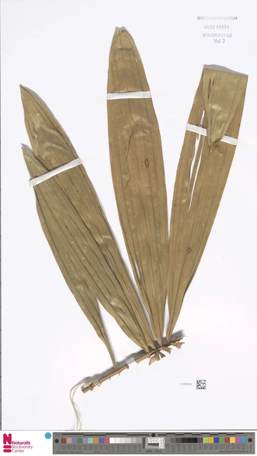 Botanical specimen of Calamus Humboldtianus.