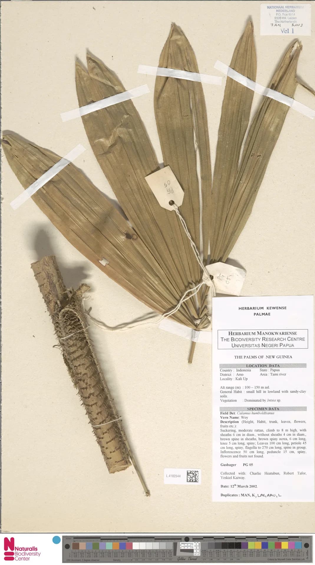 Botanical specimen of Calamus Humboldtianus.