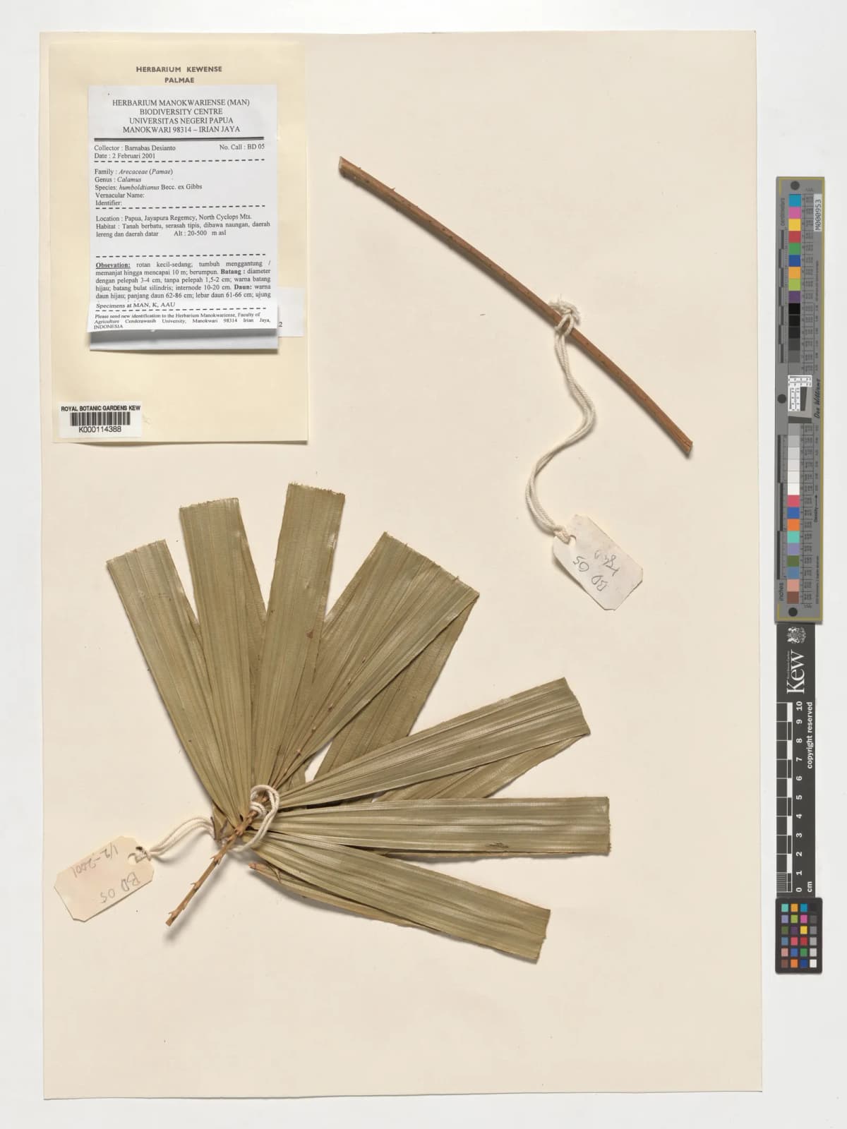 Botanical specimen of Calamus Humboldtianus.