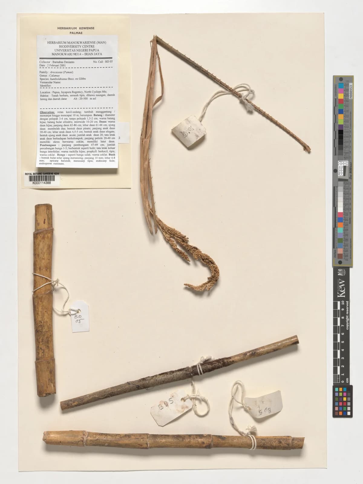 Botanical specimen of Calamus Humboldtianus.