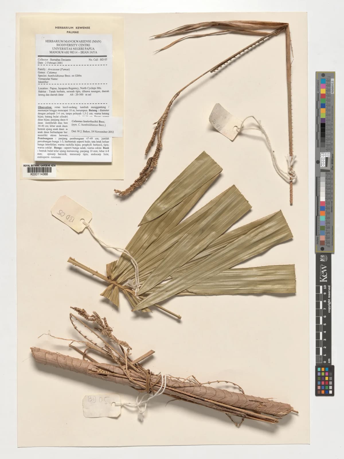 Botanical specimen of Calamus Humboldtianus.