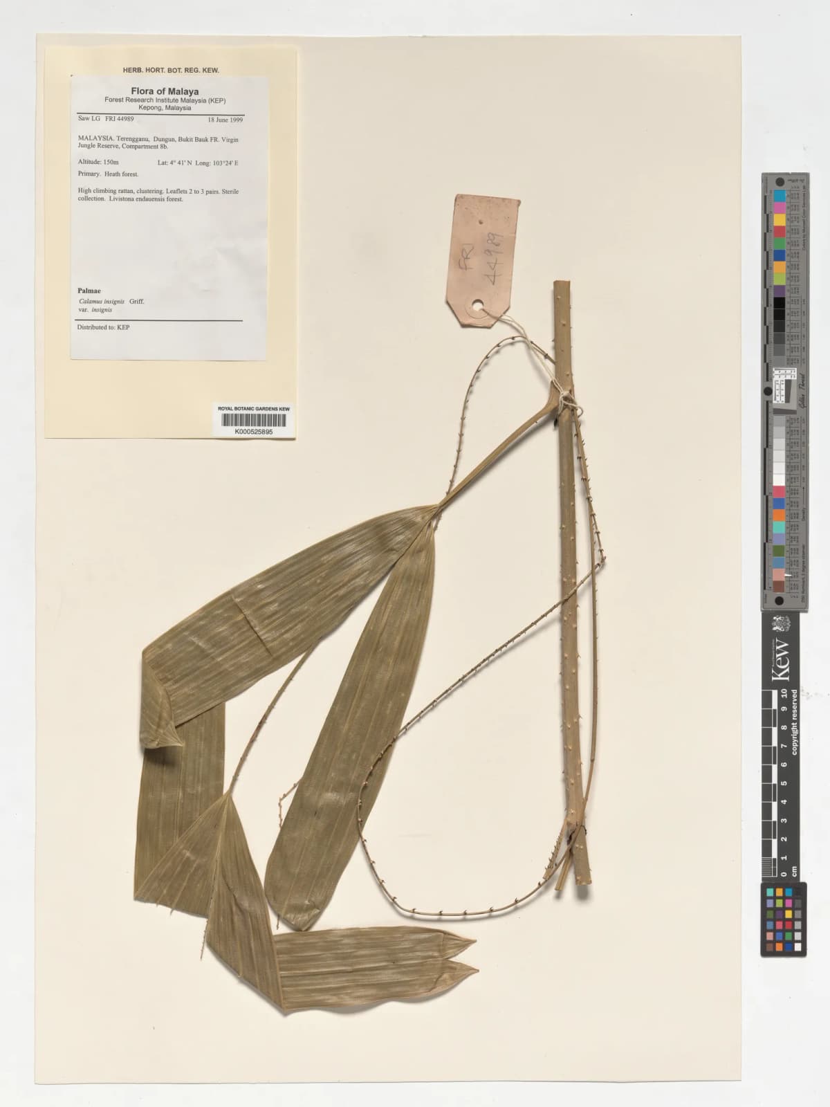 Botanical specimen of Calamus Insignis.