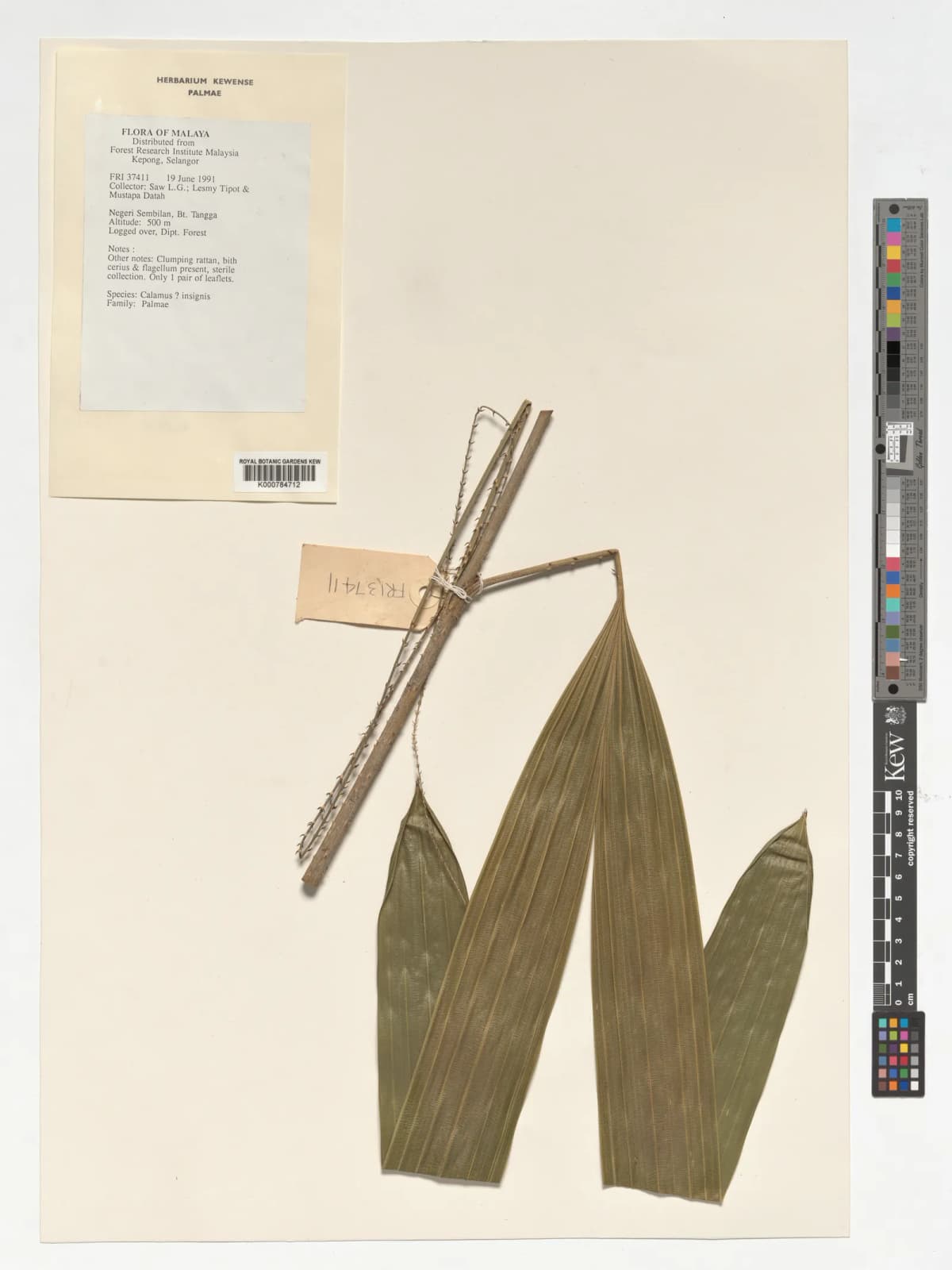 Botanical specimen of Calamus Insignis.