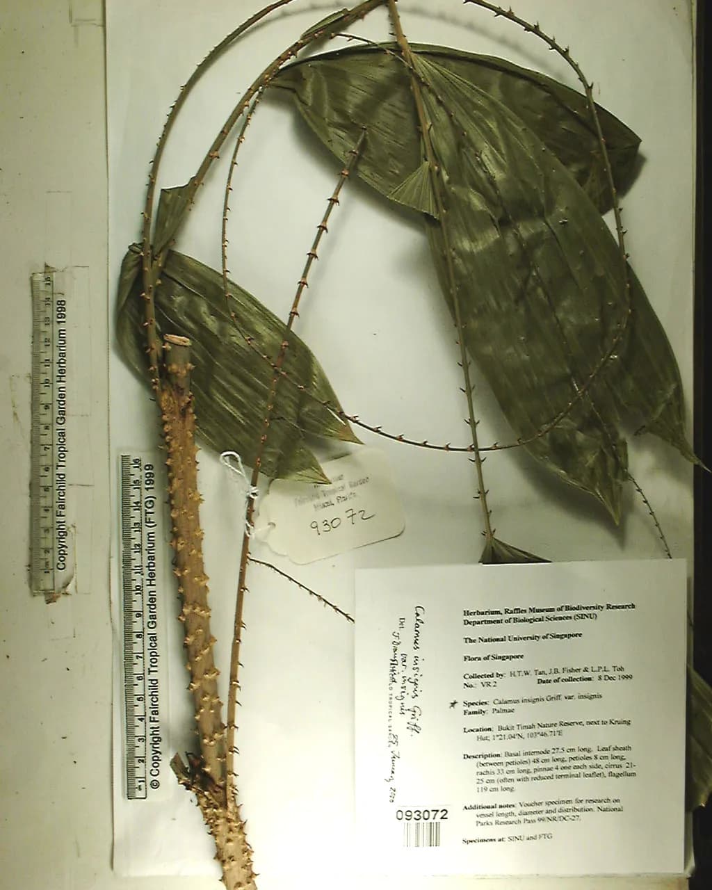 Botanical specimen of Calamus Insignis.