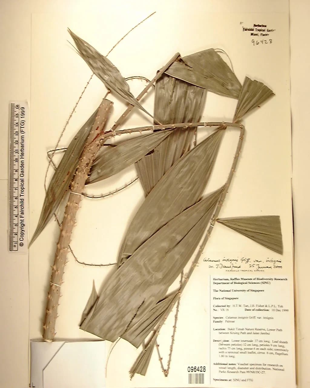 Botanical specimen of Calamus Insignis.