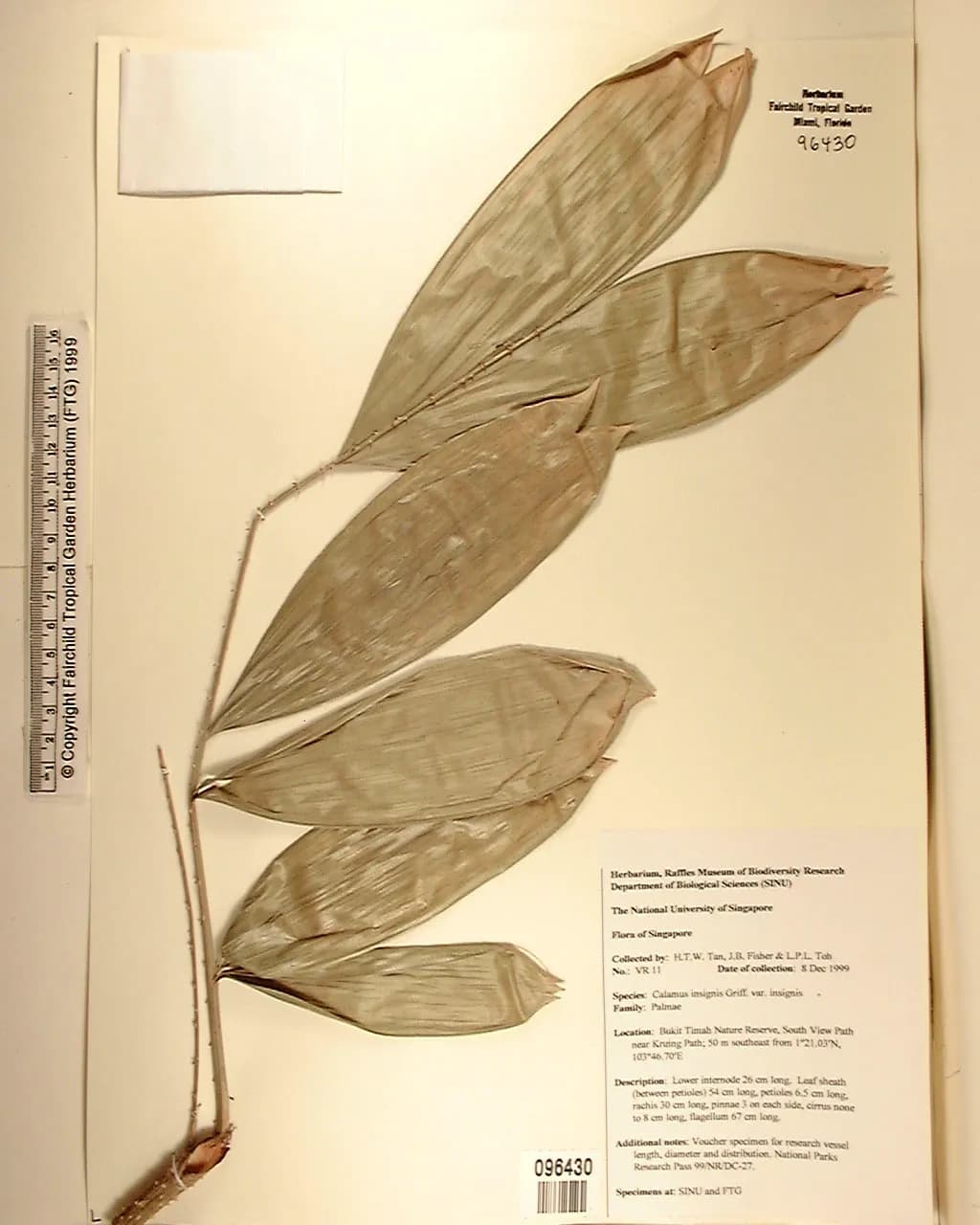 Botanical specimen of Calamus Insignis.