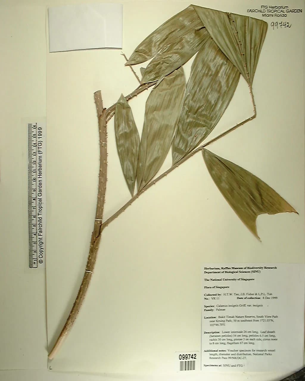 Botanical specimen of Calamus Insignis.