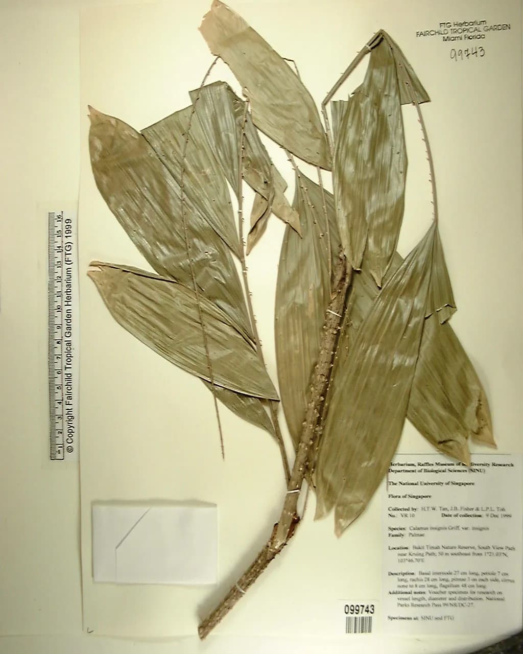 Botanical specimen of Calamus Insignis.