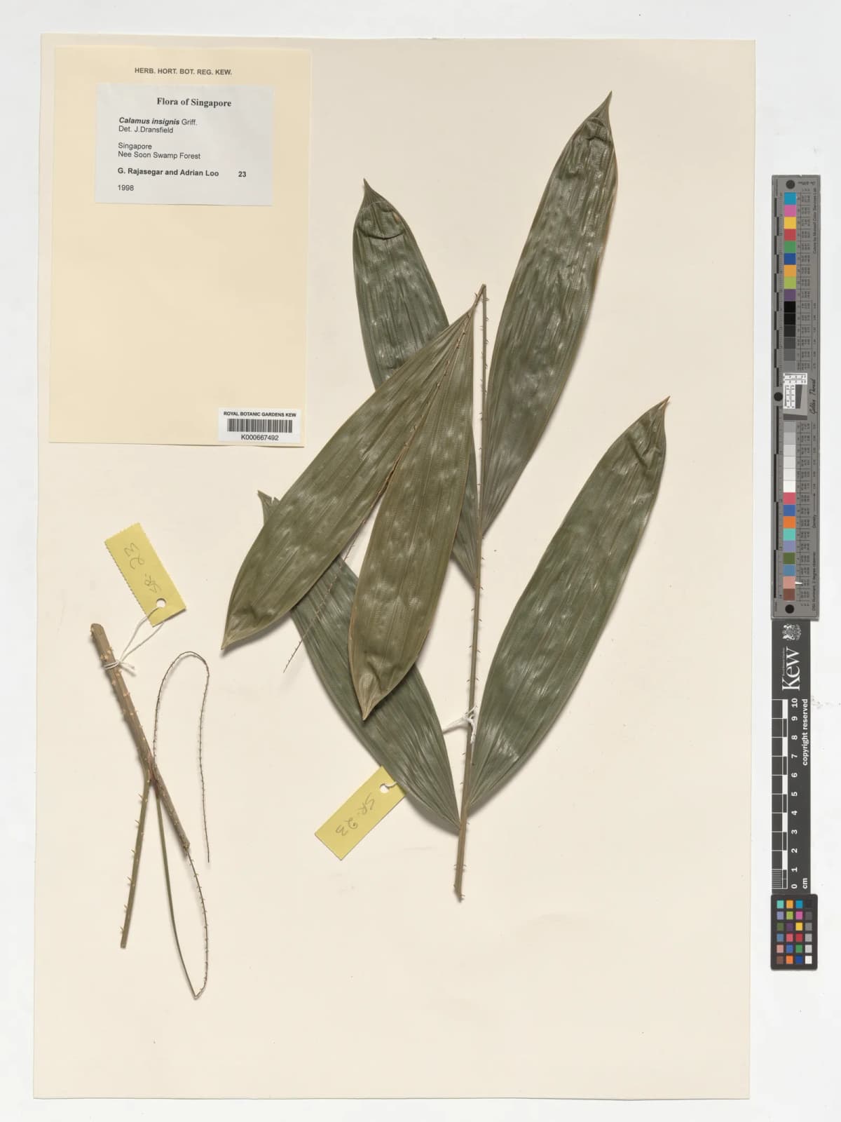 Botanical specimen of Calamus Insignis.