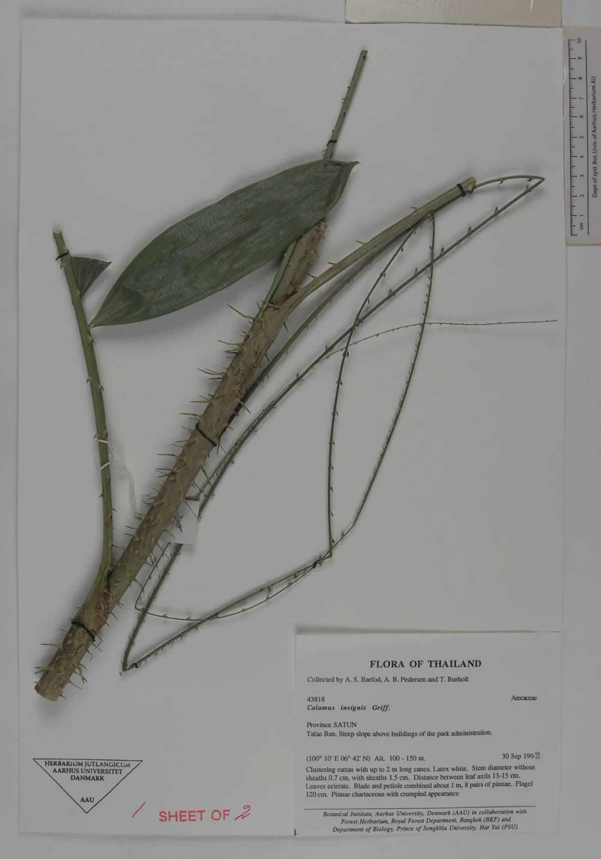 Botanical specimen of Calamus Insignis.