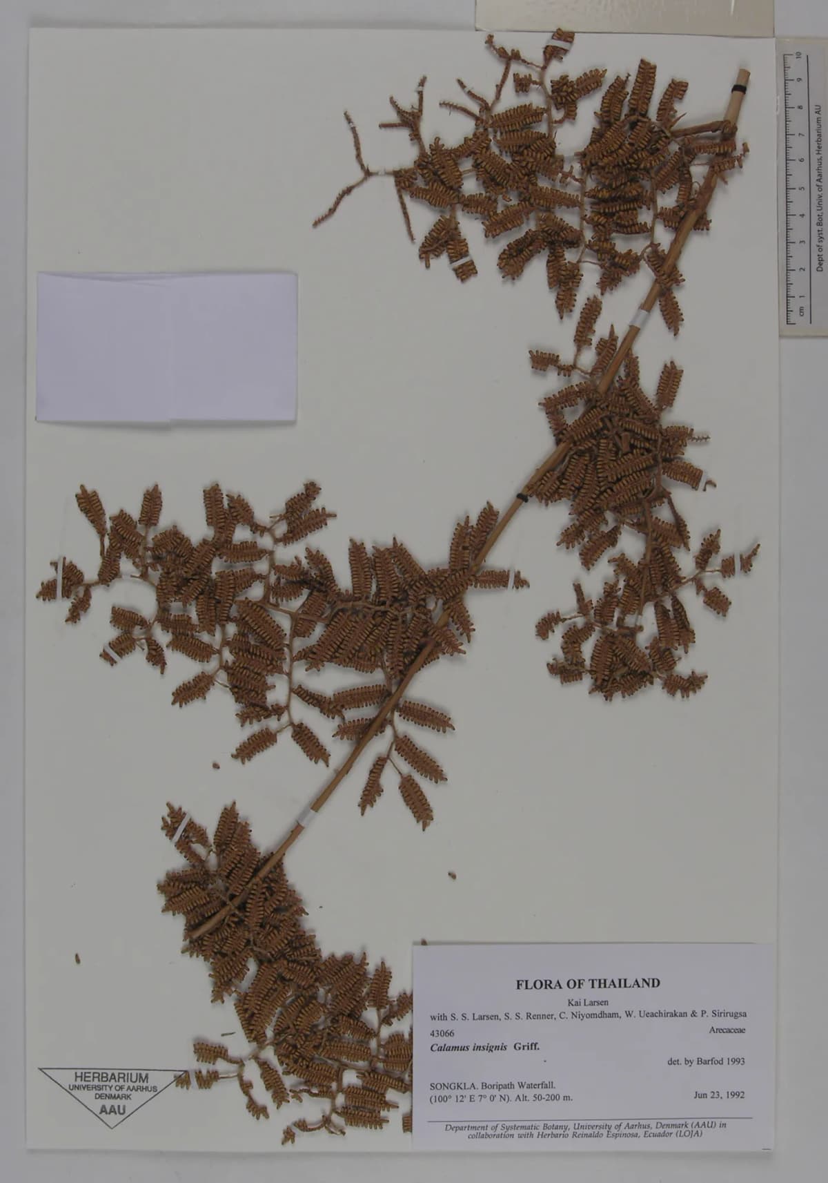Botanical specimen of Calamus Insignis.