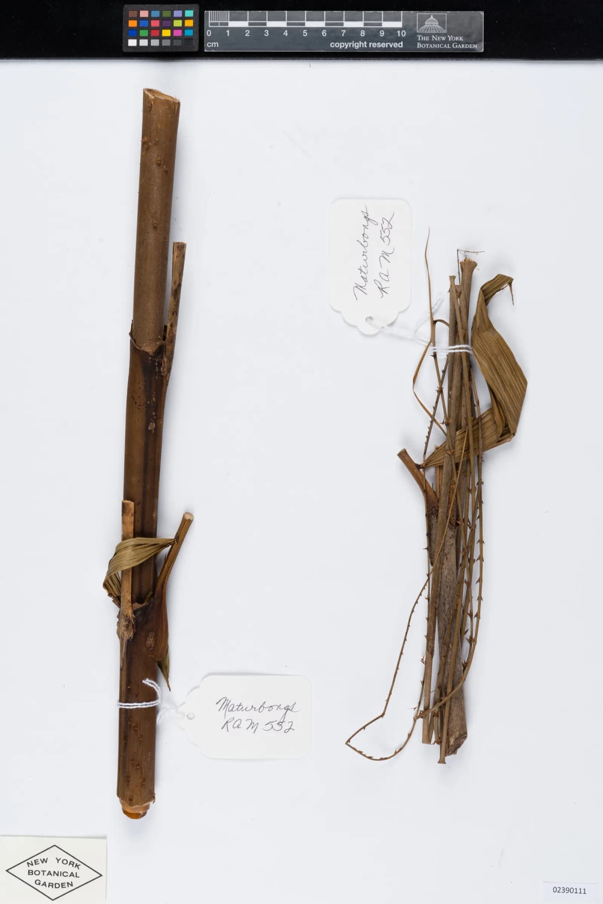 Botanical specimen of Calamus Interruptus.