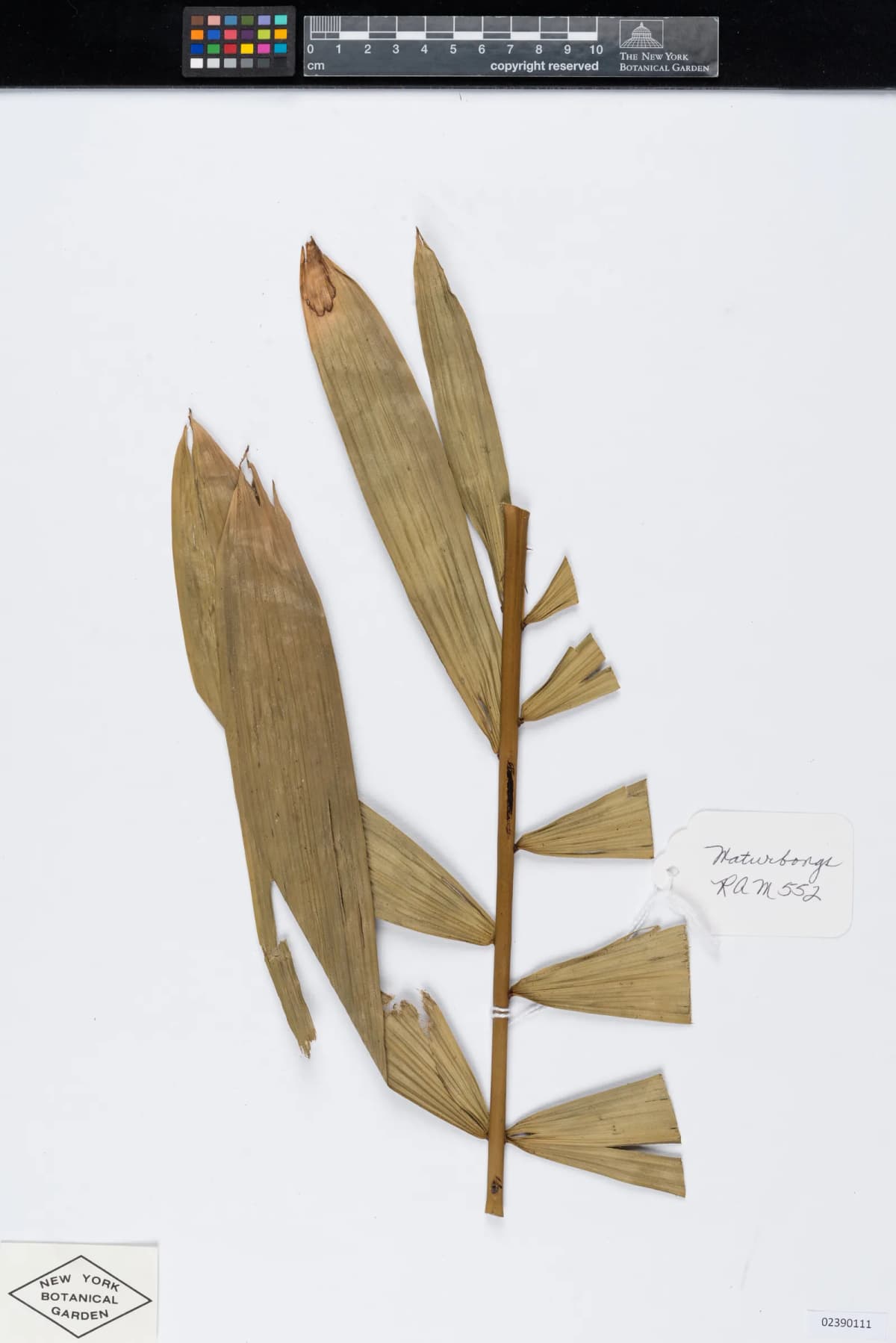 Botanical specimen of Calamus Interruptus.